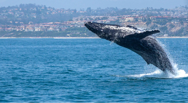 Whale Watching Dana Point 4