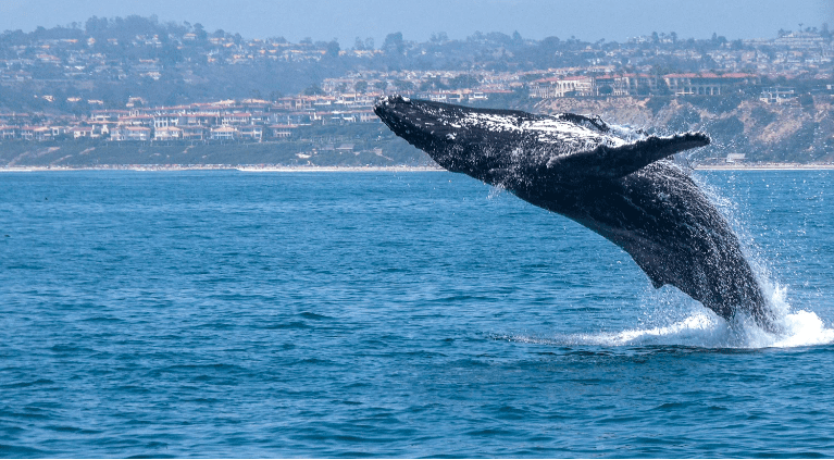 Whale Watching Dana Point 4